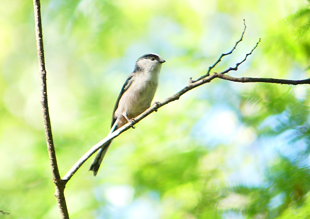 P1210495：エナガ_R