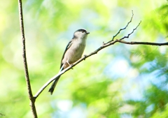 P1210495：エナガ_R