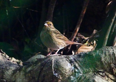P1740641：クロジ_R