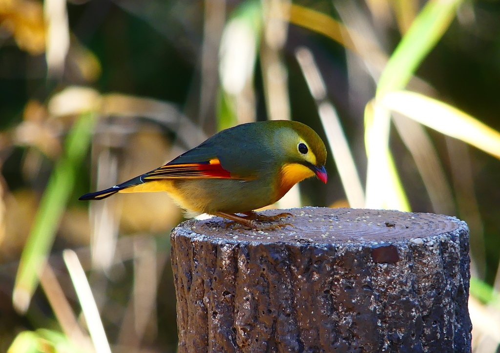 P1620509：ソウシチョウ_R