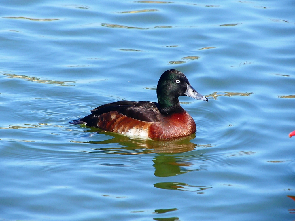 P3840186：アカハジロ_R