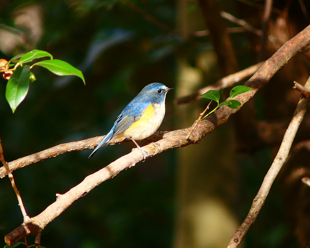 P3680253：ルリビタキ（オス）_R