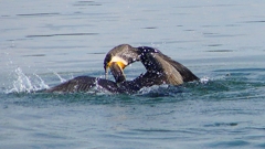 P1110822：カワウのバトル_R