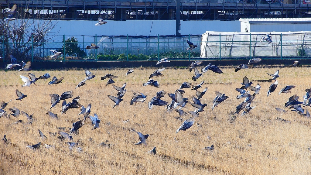 P1630435：飛ぶカワラバト_R
