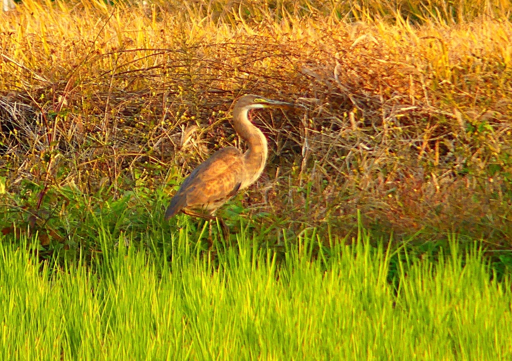 P1390947：ムラサキサギ_R