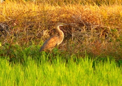 P1390947：ムラサキサギ_R