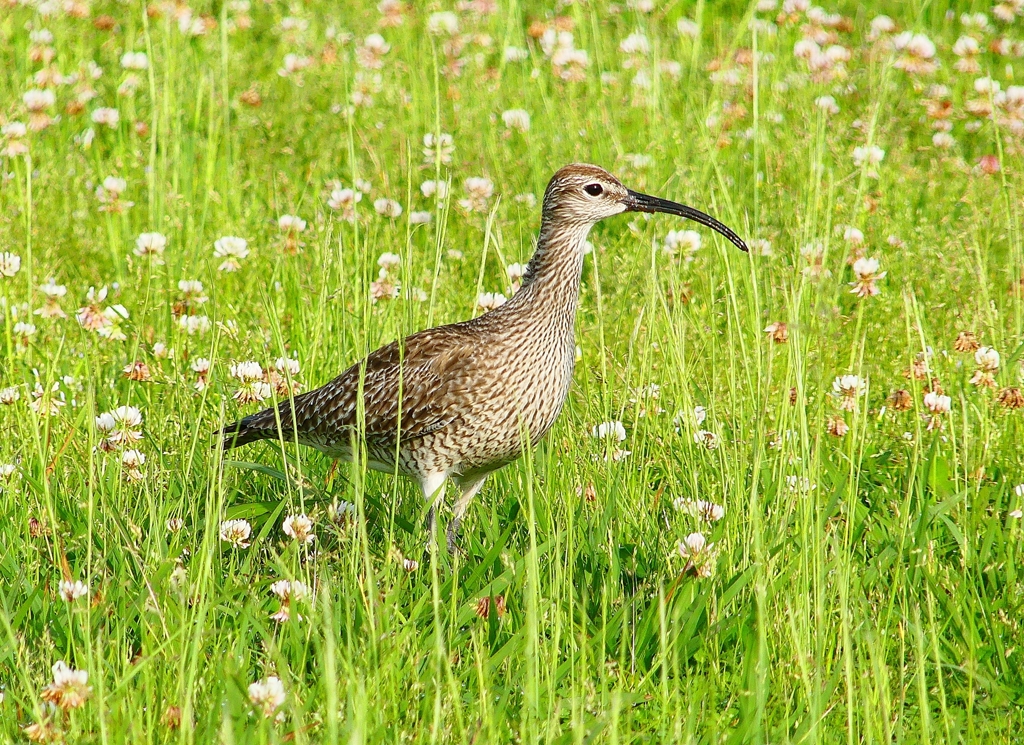 P4980558：チュウシャクシギ_R