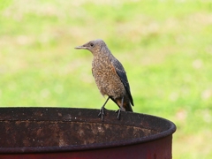 P4160768：イソヒヨドリ（若鳥）_R