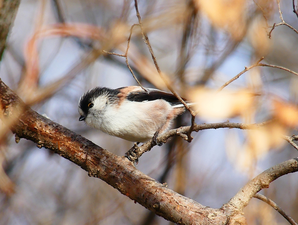 P4670010：エナガ_R