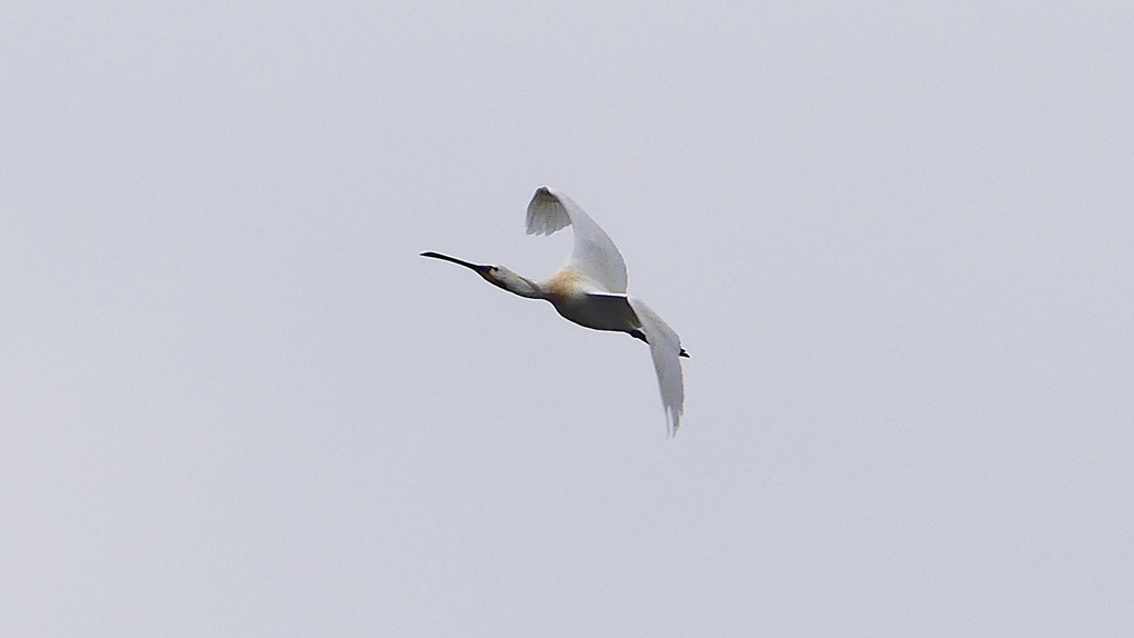 P1680230：飛ぶヘラサギ_R