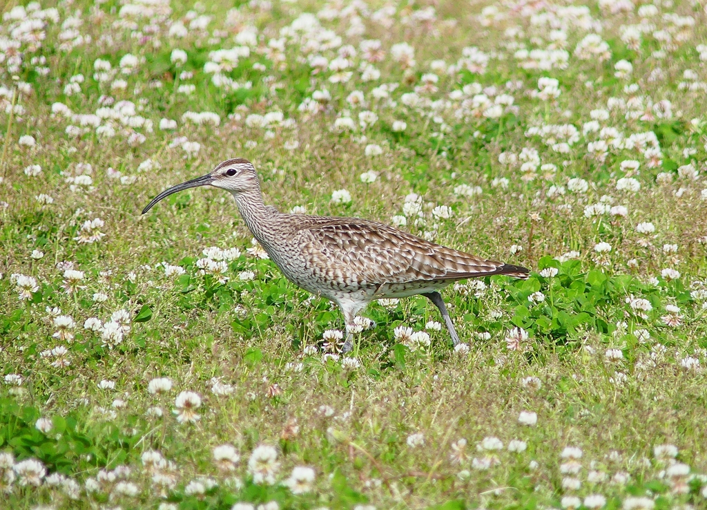 P4090377：チュウシャクシギ_R