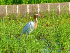 P1130085：アマサギ_R