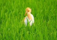 P1050735：アマサギ_R