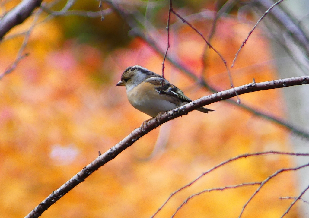 P1490200：アトリ_R