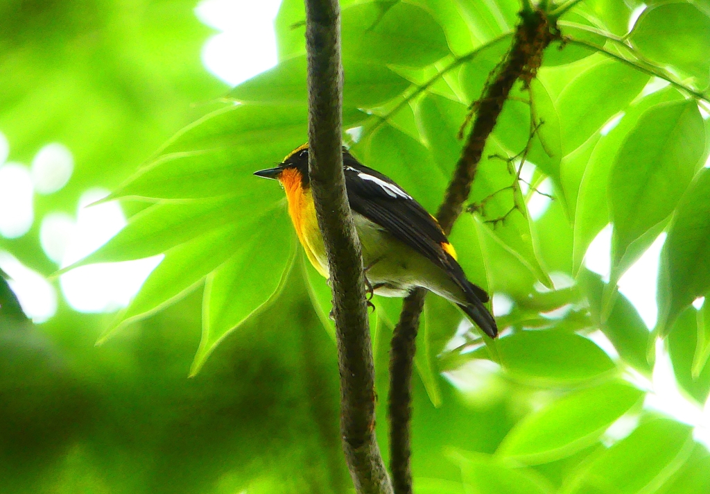 P1020637：キビタキ（オス）_R
