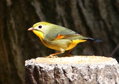 P1860305：ソウシチョウ_R