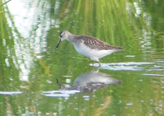 P1250313：タカブシギ_R
