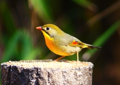 P1890081：ソウシチョウ_R