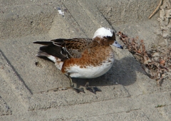P1580041：頭が白いヒドリガモ_R