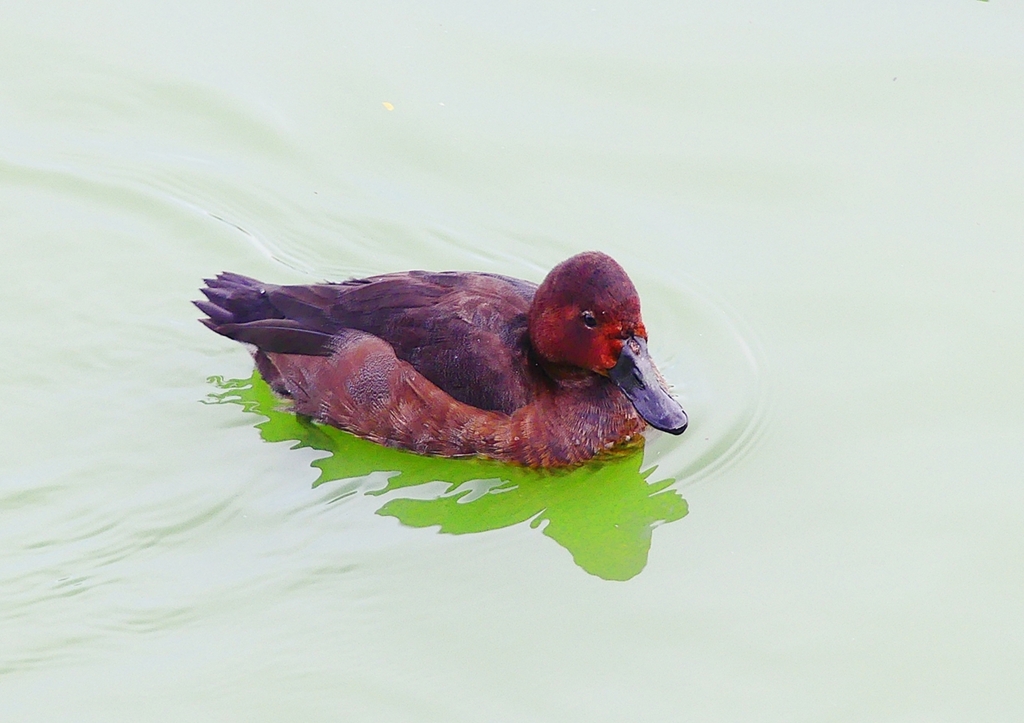 P1340874：ホシハジロ交雑種
