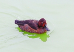 P1340874：ホシハジロ交雑種