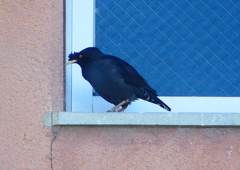 P1920781：ハッカチョウ_R