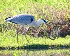 P4160146：タウナギを飲み込むアオサギ_R