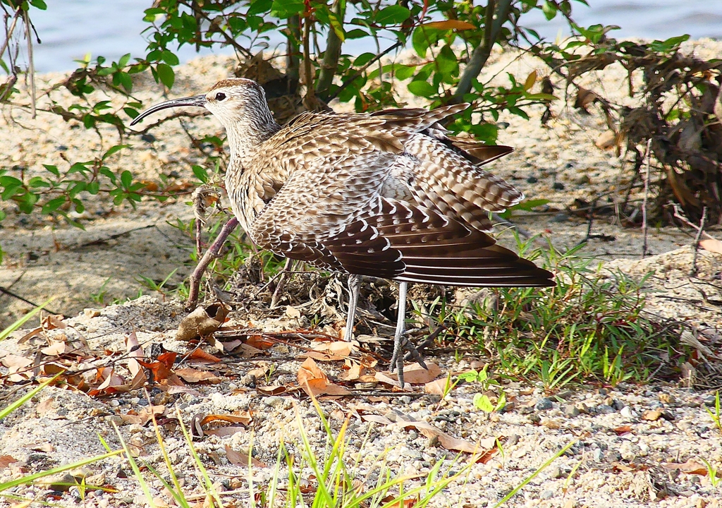 P4980282：チュウシャクシギ_R