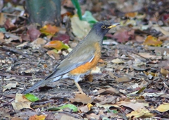 P1890249：オオアカハラ_R