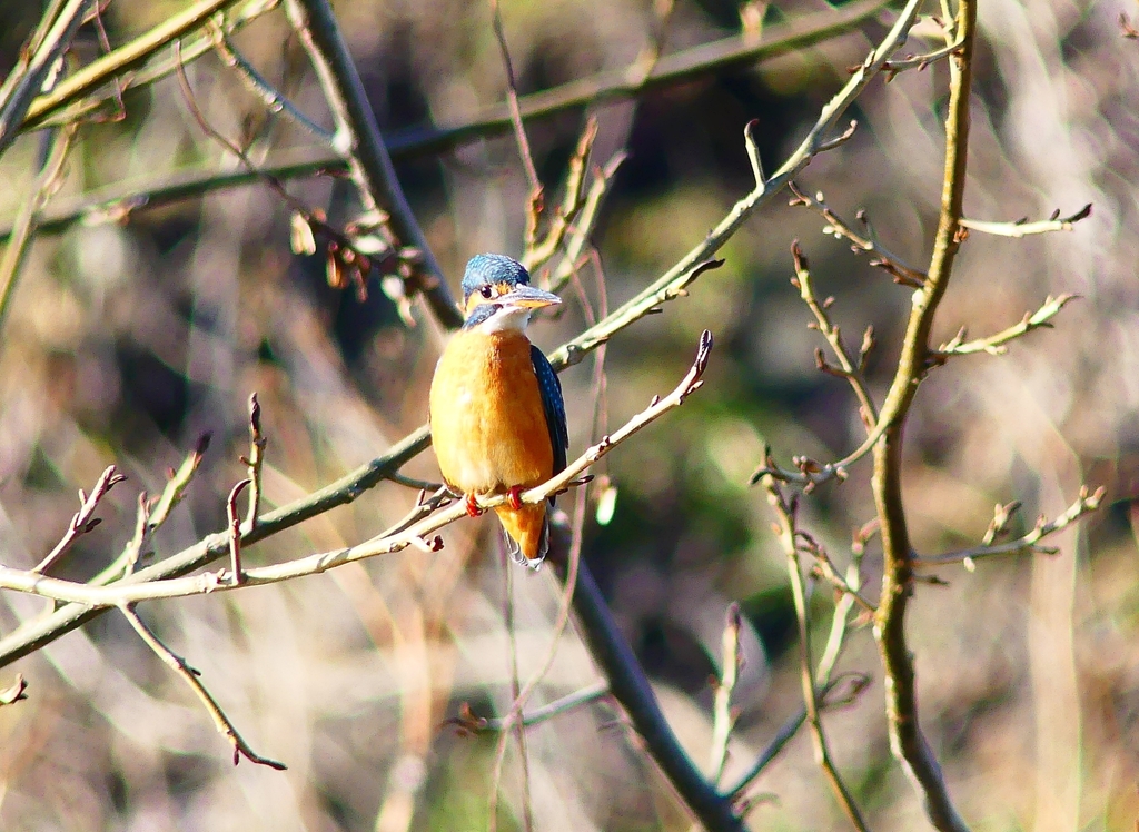 P4730196：カワセミ（メス）_R