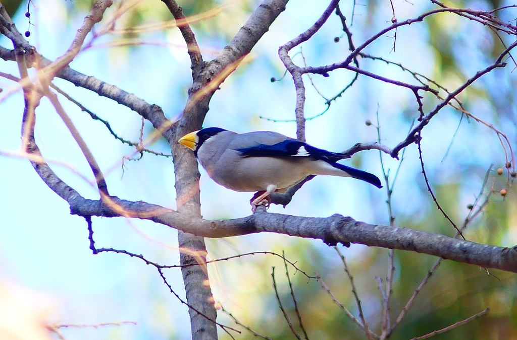 P4650643：イカル_R