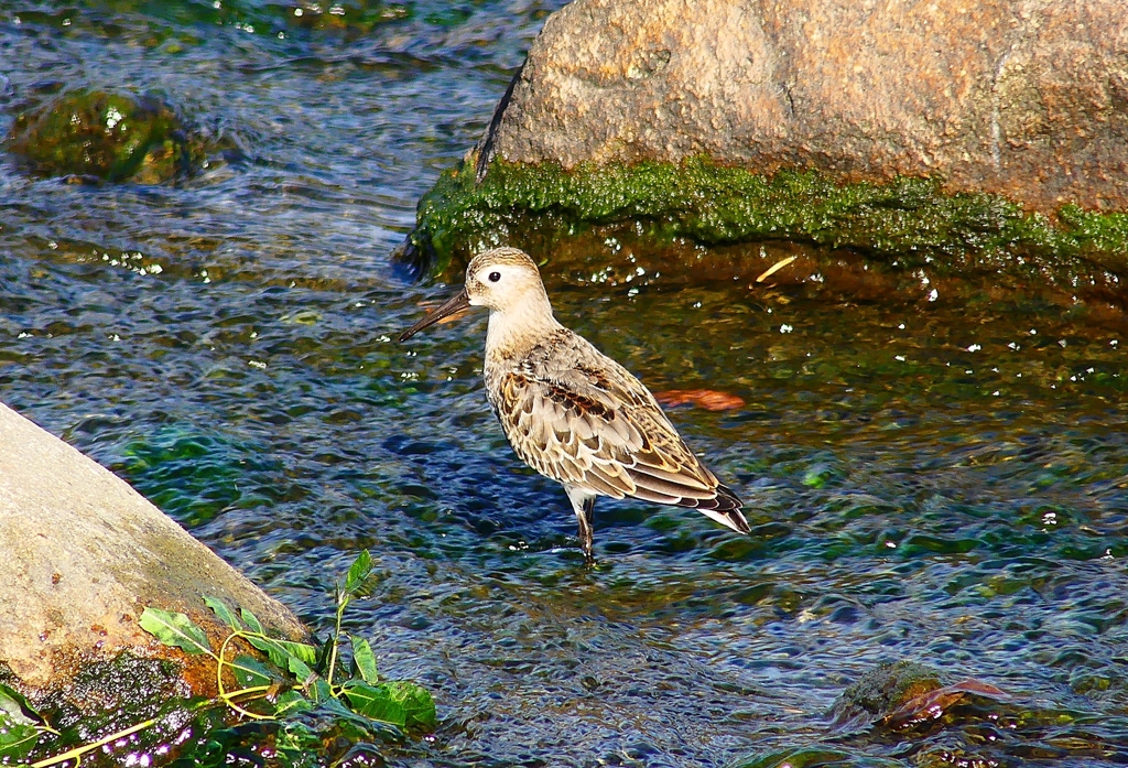 P4400154：ハマシギ_R