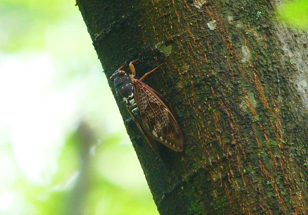 P4290650：アブラゼミ_R