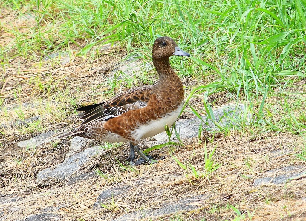 P1120452：ヒドリガモ_R