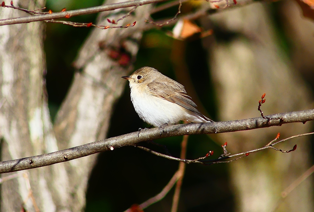 P4580099：ニシオジロビタキ_R
