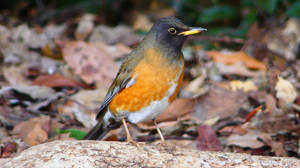 P1830370：オオアカハラ-14_R