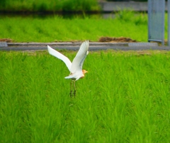 P1050829：アマサギ_R