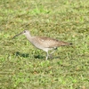 P4110452：チュウシャクシギ_R