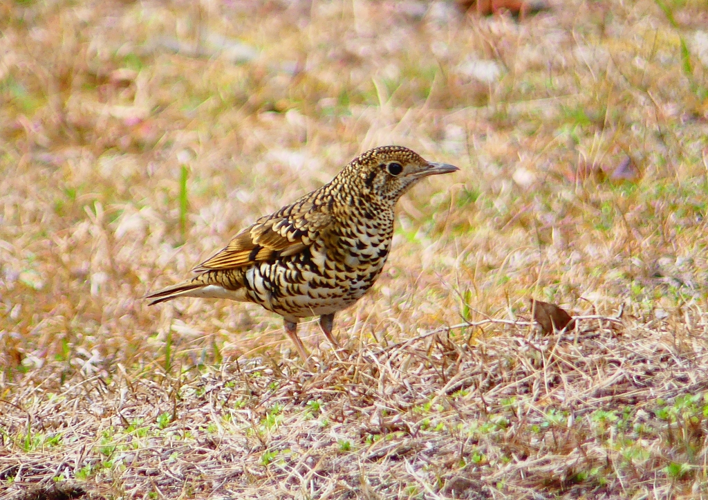 P1760078：トラツグミ_R
