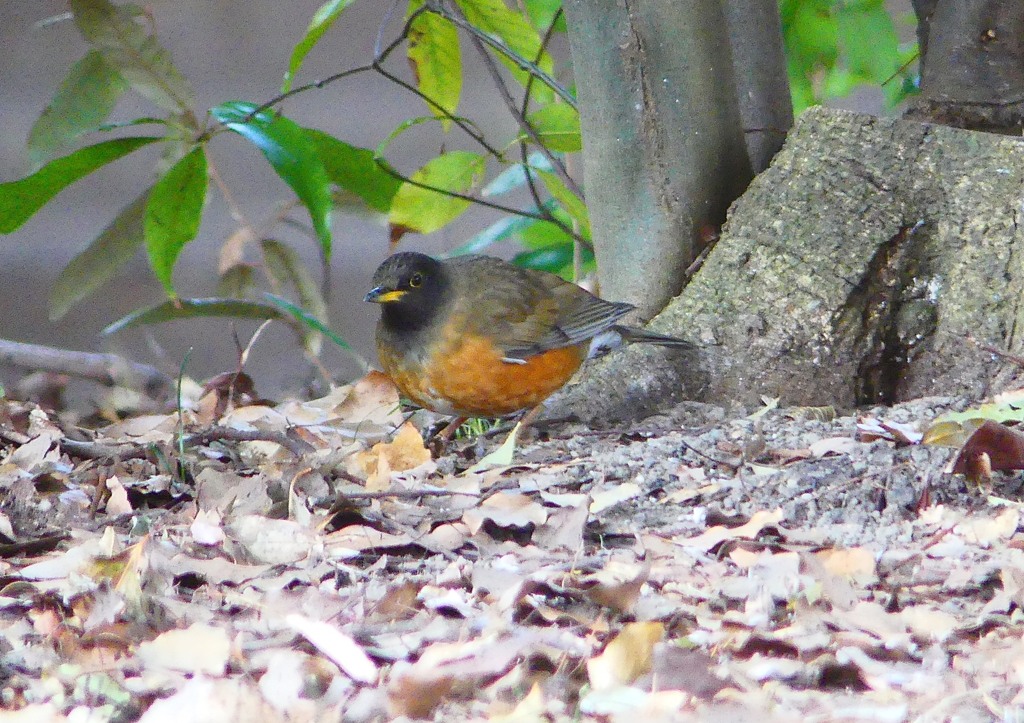 P1770764：オオアカハラ_R
