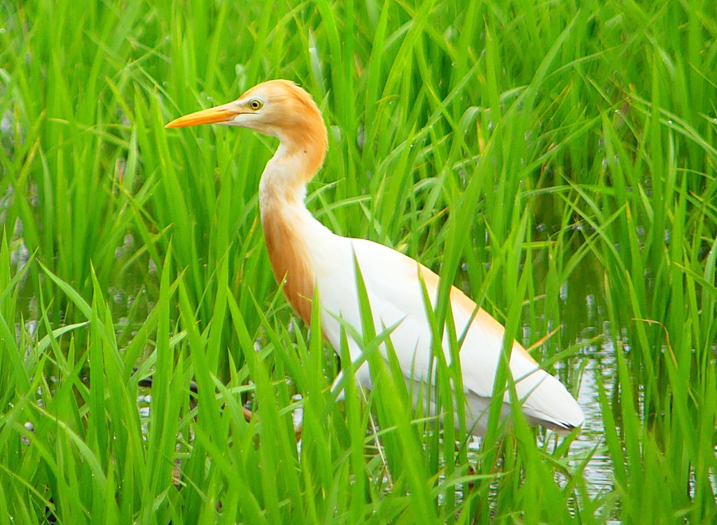 P1060445：アマサギ_R