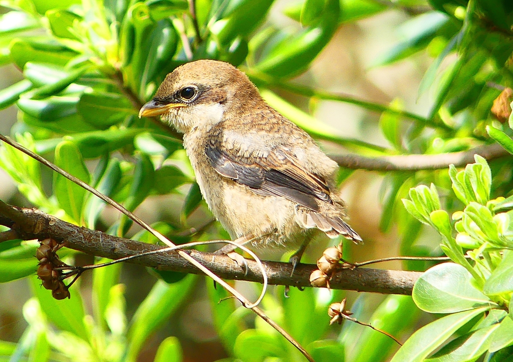 P1940593：モズ（幼鳥）_R