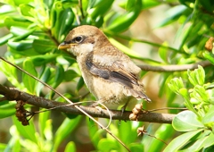 P1940593：モズ（幼鳥）_R