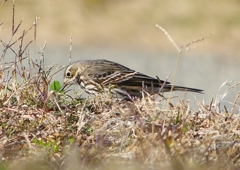 P1500476：タヒバリ_R