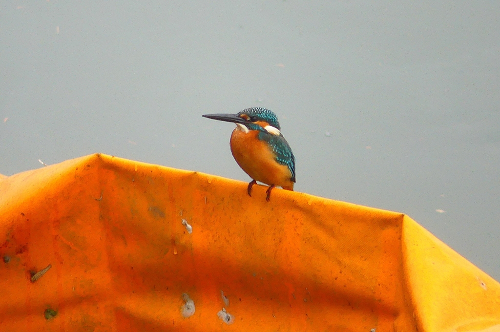 P4550818：カワセミ（オス）_R