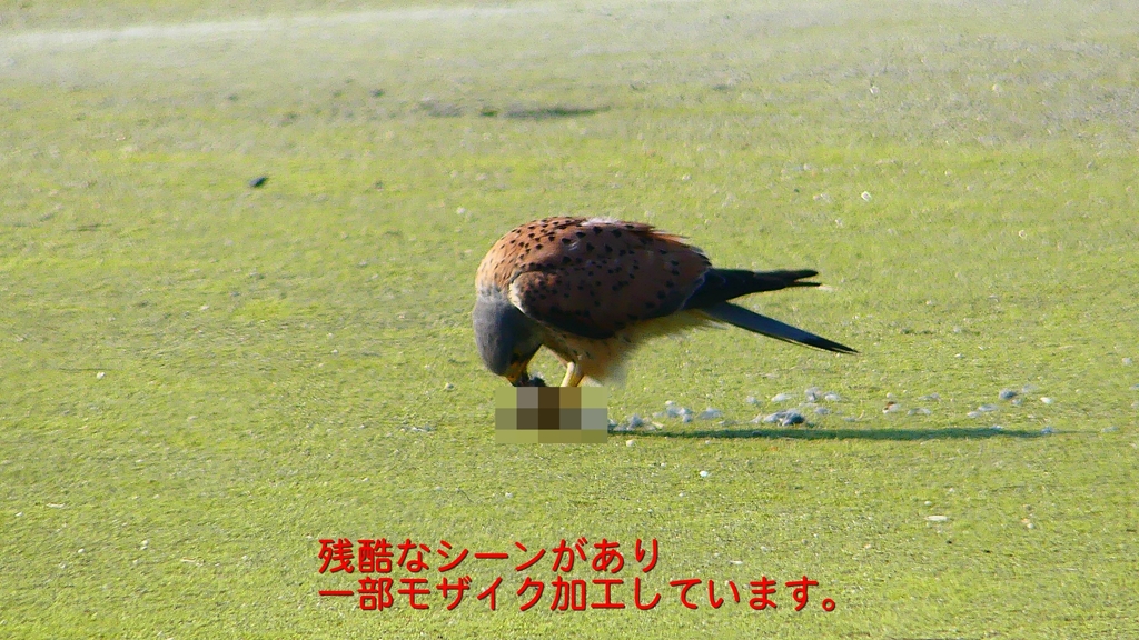 P1990049：チョウゲンボウ-06_R