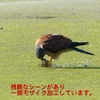 P1990049：チョウゲンボウ-06_R