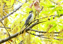 P1930709：サンショウクイ_R
