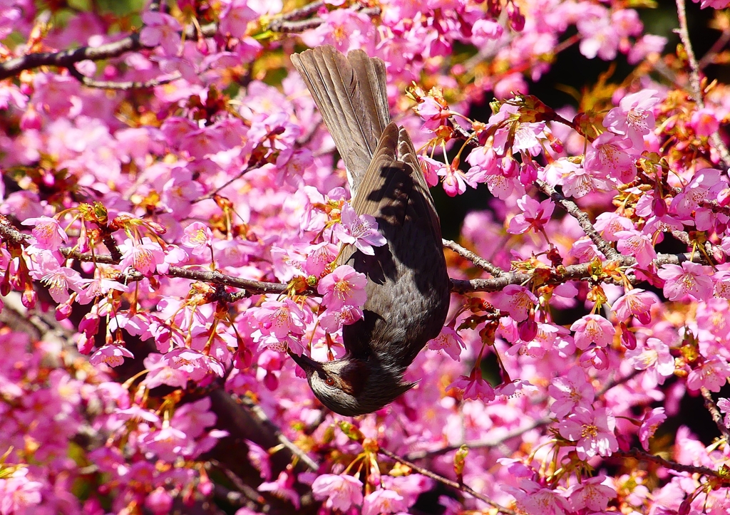P1880198：河津桜にヒヨドリ_R