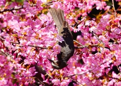P1880198：河津桜にヒヨドリ_R